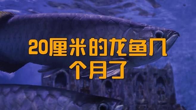 龍魚幼苗的生長周期是多久（魚幼苗的生長周期通常為3-4個月，在這個階段）