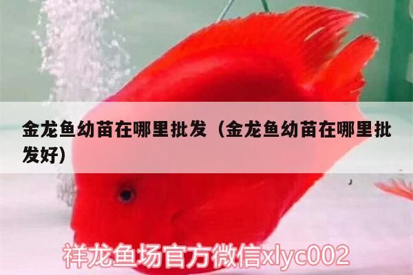 金龍魚幼苗在哪里批發(fā)（金龍魚幼苗在哪里批發(fā)好）（哈爾濱金龍魚幼苗在哪里批發(fā)金龍魚幼苗在哪里批發(fā)） 金龍魚幼苗在哪里批發(fā)（金龍魚幼苗在哪里批發(fā)好）（哈爾濱金龍魚幼苗在哪里批發(fā)金龍魚幼苗在哪里批發(fā)） 觀賞魚百科