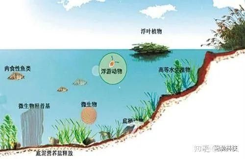 淡水海龍魚對水質有何要求