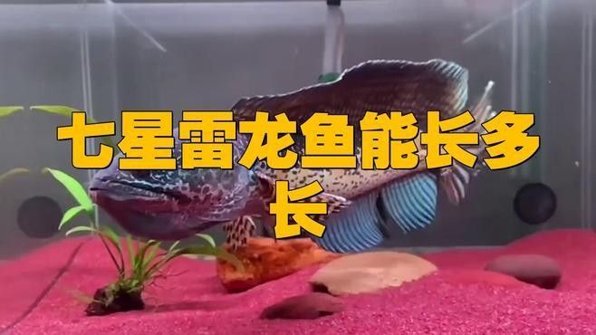 七彩雷龍魚(yú)能長(zhǎng)多大？