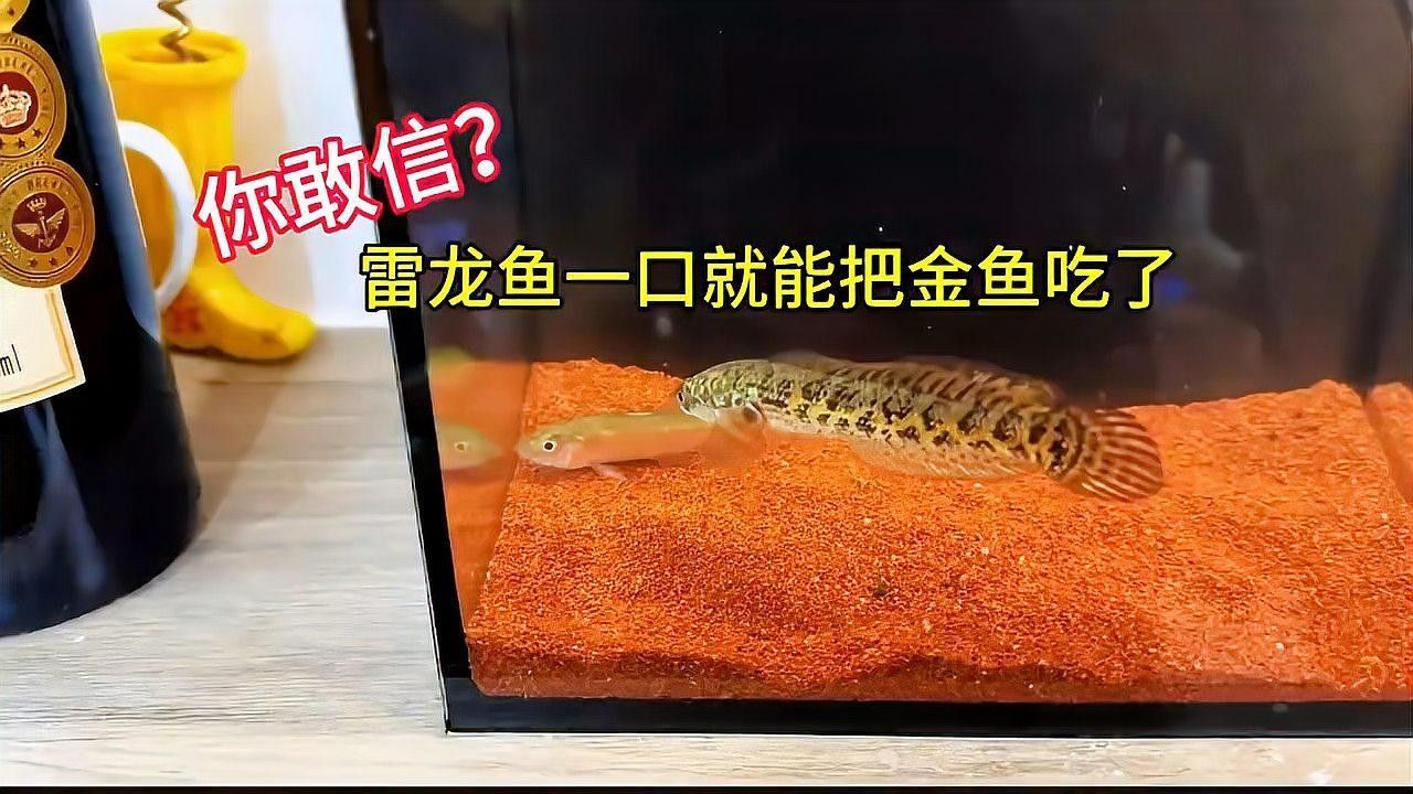 鬼王雷龍的價格范圍是多少