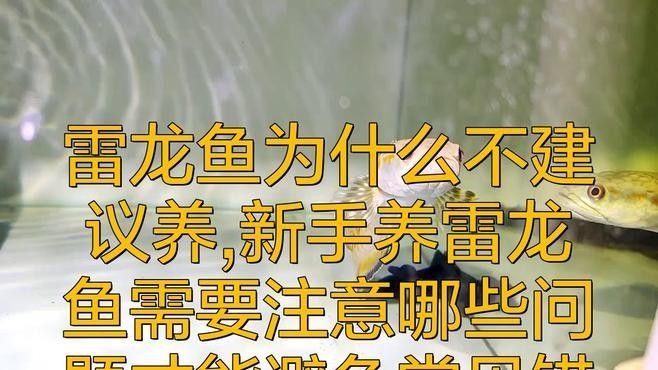 鬼王雷龍的價格范圍是多少