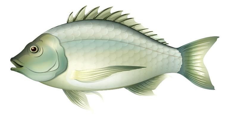 給我一張白色金龍魚的照片（攝影技巧：白色金龍魚的攝影技巧）