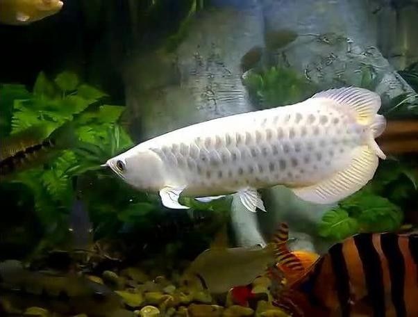 給我一張白色金龍魚的照片（攝影技巧：白色金龍魚的攝影技巧）