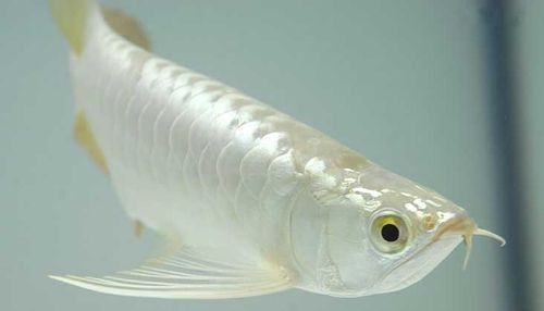 給我一張白色金龍魚的照片（攝影技巧：白色金龍魚的攝影技巧）