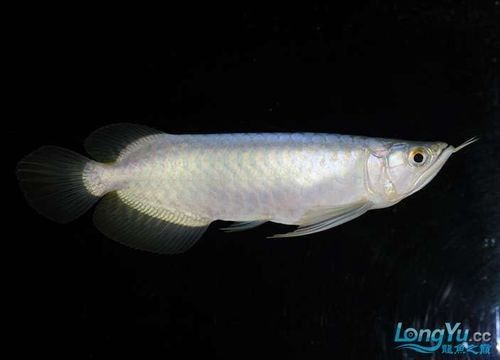給我一張白色金龍魚的照片（攝影技巧：白色金龍魚的攝影技巧）