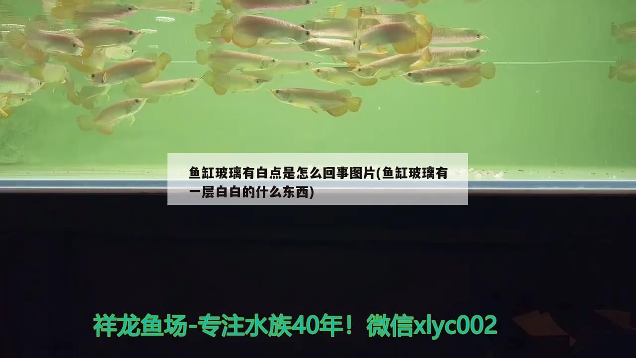 龍魚 魚缸玻璃有白點是怎么回事圖片(魚缸玻璃有一層白白的什么東西)(魚缸玻璃上有白點是怎么回事) 觀賞魚百科 魚缸玻璃有白點是怎么回事圖片(魚缸玻璃有一層白白的什么東西)(魚缸玻璃上有白點是怎么回事) 魚缸玻璃有白點是怎么回事圖片(魚缸玻璃有一層白白的什么東西)(魚缸玻璃上有白點是怎么回事) 觀賞魚百科