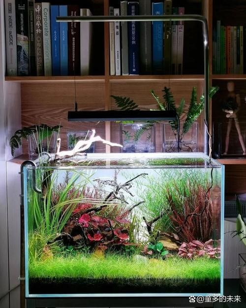 混養時應該如何設置水草和躲避物（養水族箱時合理設置水草和躲避物對于營造一個健康、美觀的生態環境至關重要） 混養時應該如何設置水草和躲避物（養水族箱時合理設置水草和躲避物對于營造一個健康、美觀的生態環境至關重要） 龍魚百科 第5張