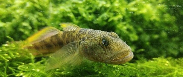 混養時應該如何設置水草和躲避物（養水族箱時合理設置水草和躲避物對于營造一個健康、美觀的生態環境至關重要） 混養時應該如何設置水草和躲避物（養水族箱時合理設置水草和躲避物對于營造一個健康、美觀的生態環境至關重要） 龍魚百科 第10張