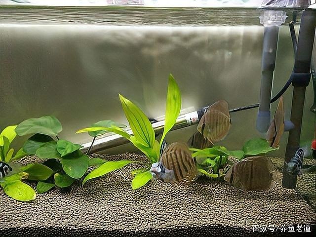 混養時應該如何設置水草和躲避物（養水族箱時合理設置水草和躲避物對于營造一個健康、美觀的生態環境至關重要） 混養時應該如何設置水草和躲避物（養水族箱時合理設置水草和躲避物對于營造一個健康、美觀的生態環境至關重要） 龍魚百科 第11張