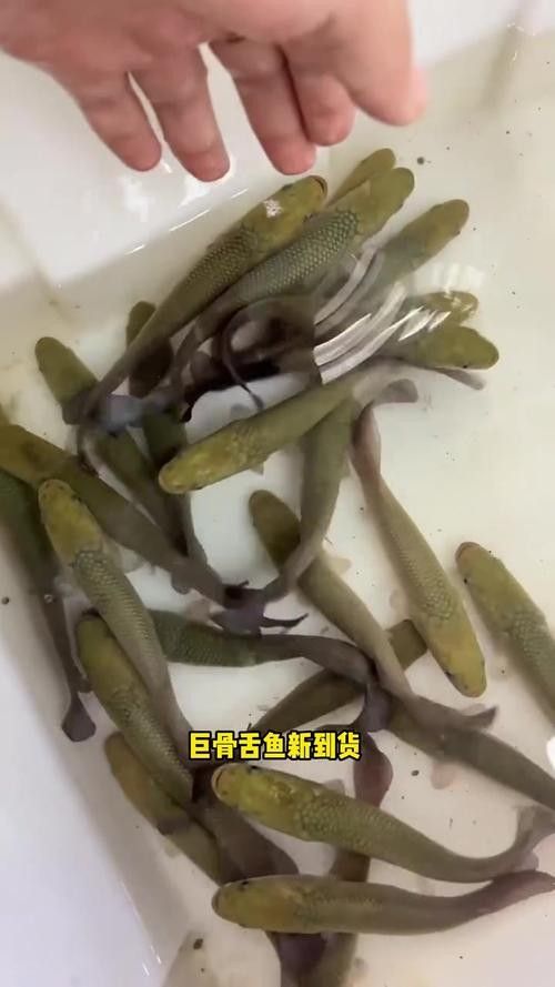 巨骨舌魚和龍魚的價格差異大嗎（巨骨舌魚和龍魚的價格差異）