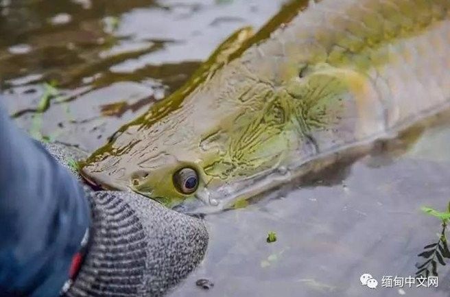 巨骨舌魚和龍魚的價格差異大嗎（巨骨舌魚和龍魚的價格差異）