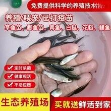 巨骨舌魚和龍魚的價格差異大嗎（巨骨舌魚和龍魚的價格差異）