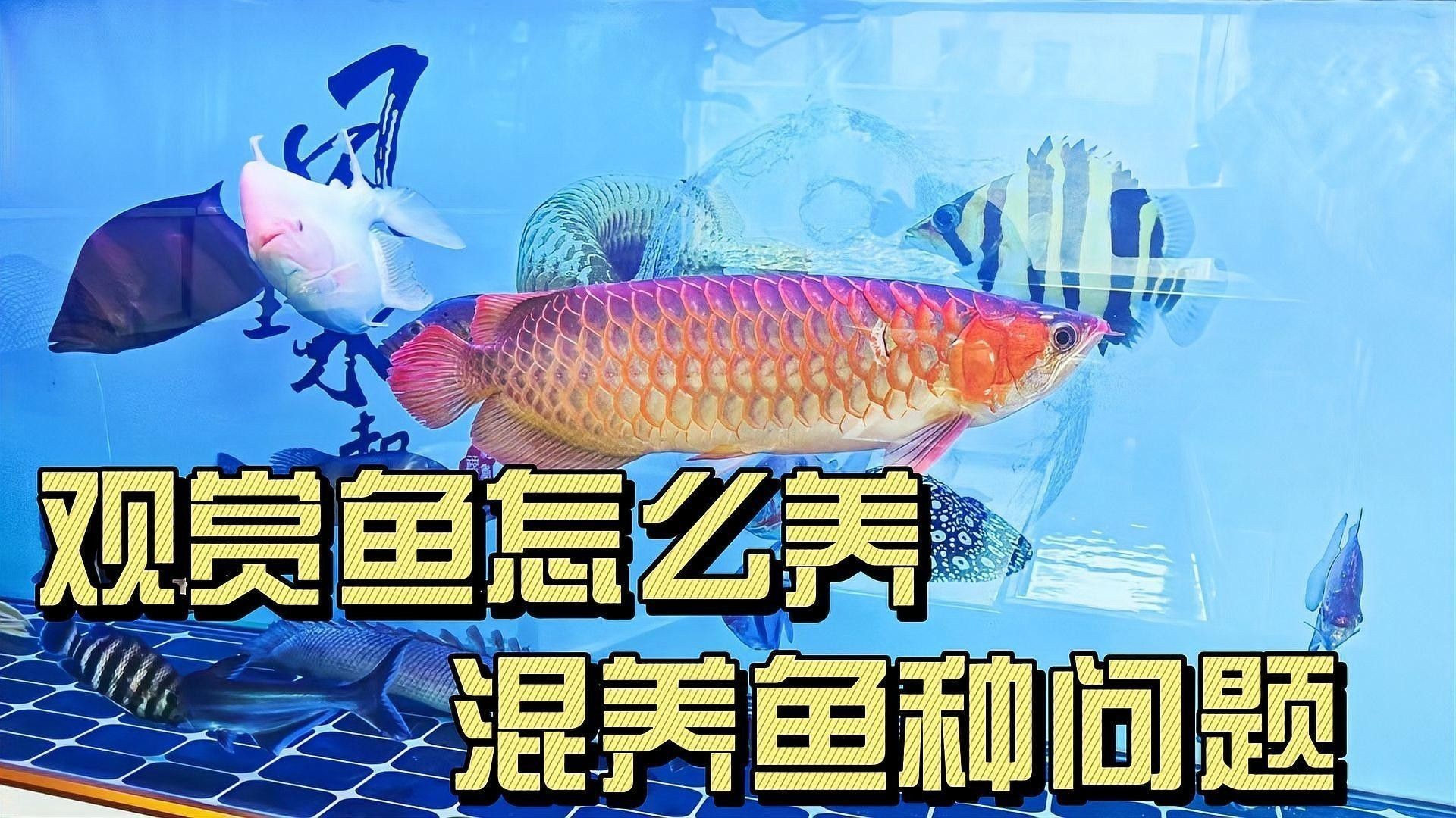 金龍紅龍魚混養需要哪些設備（金龍和紅龍可以混養嗎） 金龍紅龍魚混養需要哪些設備（金龍和紅龍可以混養嗎） 龍魚百科 第2張