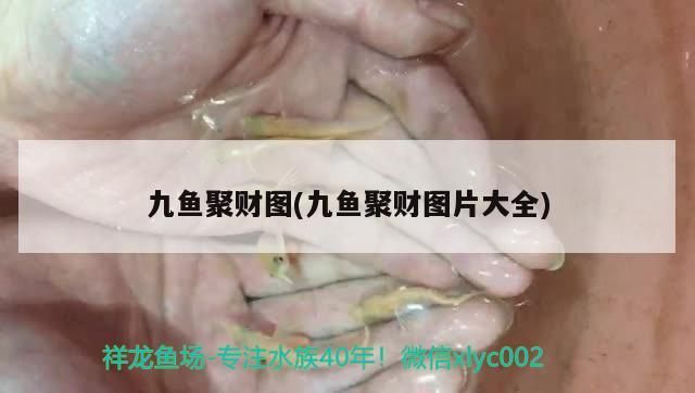 龍魚 九魚聚財圖(九魚聚財圖片大全)(九魚圖掛家里什么位置風水好) 觀賞魚百科 九魚聚財圖(九魚聚財圖片大全)(九魚圖掛家里什么位置風水好) 九魚聚財圖(九魚聚財圖片大全)(九魚圖掛家里什么位置風水好) 觀賞魚百科