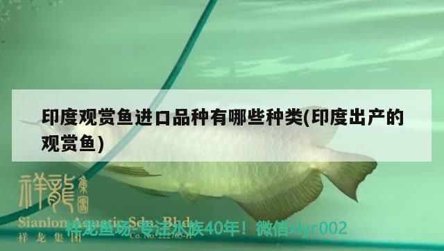 印度觀賞魚進口品種有哪些種類(印度出產的觀賞魚)（印度觀賞魚有哪些種類）
