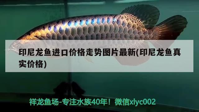 印尼龍魚進口價格走勢圖片最新(印尼龍魚真實價格)（印尼龍魚進口價格走勢圖片）