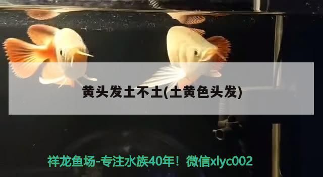 黃頭發土不土(土黃色頭發)（黃頭發土不土黃色頭發是否具有“土”明顯的特質）