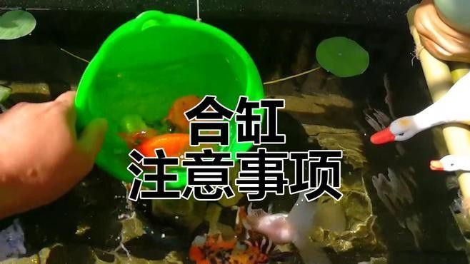 白子龍魚混養注意事項（探秘銀龍魚混養的注意事項）