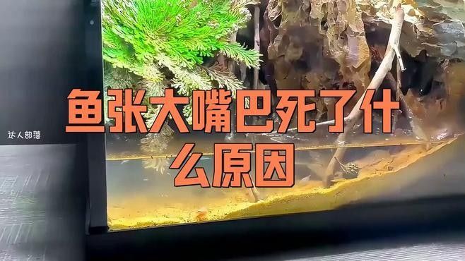 金龍魚張大嘴會自愈嗎？（關于金龍魚張大嘴是否會自愈）