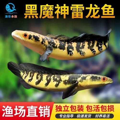 紅帝王雷龍魚的價格是多少（帝王雷龍魚價格因地區、大小、健康狀況和市場需求而異）