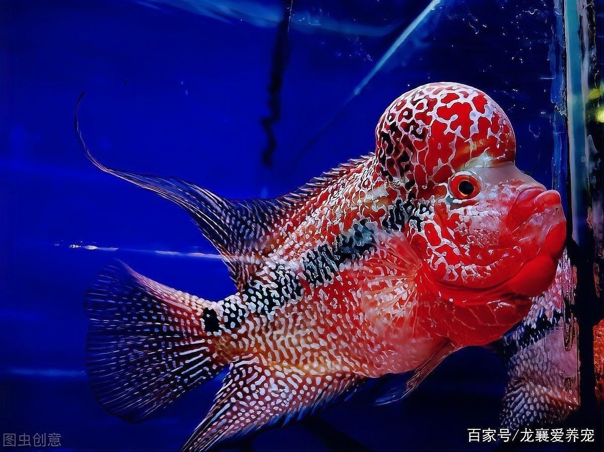干濕分離盒多久清洗一次（魚缸干濕分離盒多久清洗一次魚缸干濕分離盒多久清洗一次）