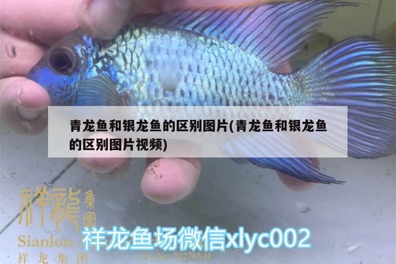 青龍魚和銀龍魚的區別圖片(青龍魚和銀龍魚的區別圖片視頻)（青龍魚和銀龍魚和銀龍魚的區別）
