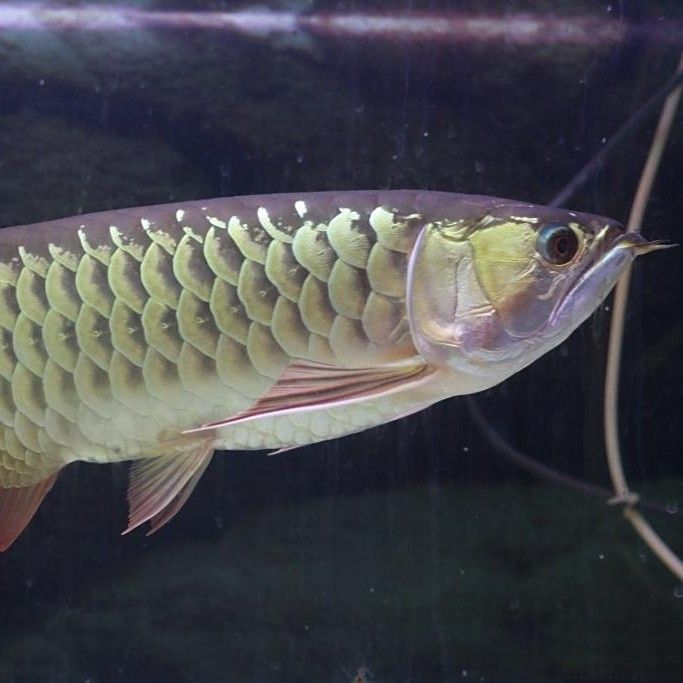 紅尾過背金龍魚多久喂一次（紅尾過背金龍魚喂食頻率揭秘金龍魚快速成長秘訣）