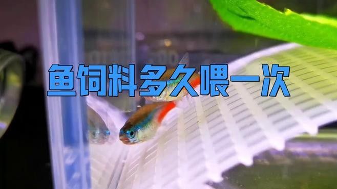 紅尾過背金龍魚多久喂一次（紅尾過背金龍魚喂食頻率揭秘金龍魚快速成長秘訣）