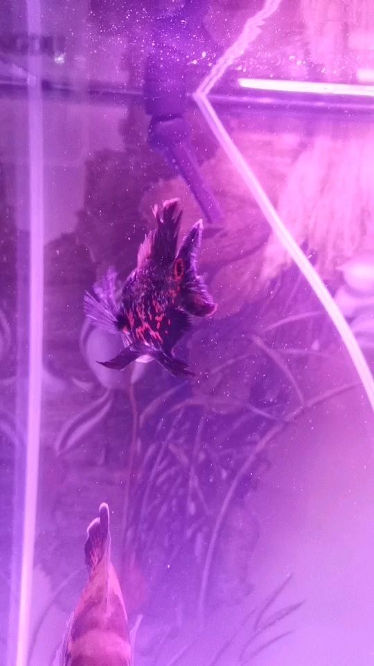 大神幫我看看（人工智能與機器學習的應用）