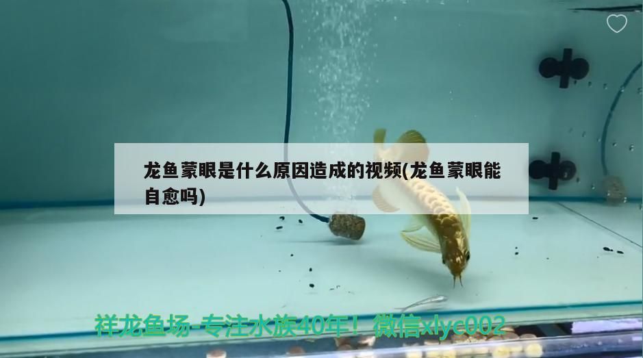 龍魚蒙眼是什么原因造成的視頻(龍魚蒙眼能自愈嗎)（飼養龍魚蒙眼是什么原因造成的）