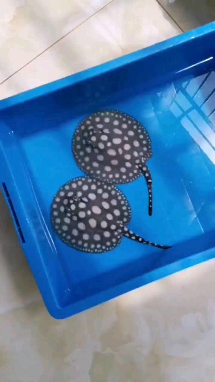 40天了（祥龍水族聯(lián)盟魚友怎么評論的=====）