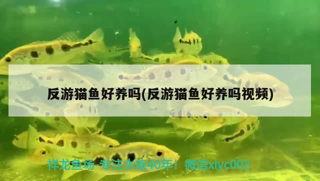 反游貓魚好養嗎(反游貓魚好養嗎視頻)（關于反游貓魚好養嗎的介紹）
