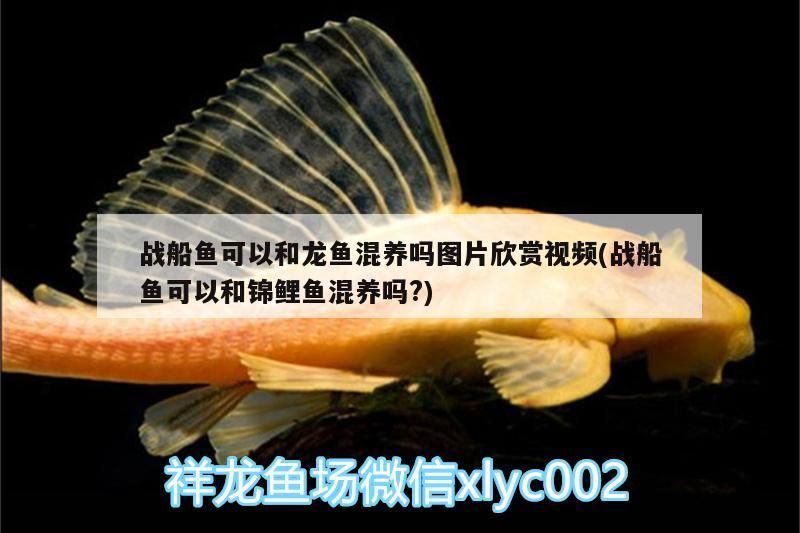 鸚鵡魚和銀龍魚混養(yǎng)怎樣喂食 戰(zhàn)船魚可以和龍魚混養(yǎng)嗎圖片欣賞視頻(戰(zhàn)船魚可以和錦鯉魚混養(yǎng)嗎?)(戰(zhàn)船魚可以和錦鯉魚混養(yǎng)嗎) 觀賞魚百科 戰(zhàn)船魚可以和龍魚混養(yǎng)嗎圖片欣賞視頻(戰(zhàn)船魚可以和錦鯉魚混養(yǎng)嗎?)(戰(zhàn)船魚可以和錦鯉魚混養(yǎng)嗎) 戰(zhàn)船魚可以和龍魚混養(yǎng)嗎圖片欣賞視頻(戰(zhàn)船魚可以和錦鯉魚混養(yǎng)嗎?)(戰(zhàn)船魚可以和錦鯉魚混養(yǎng)嗎) 觀賞魚百科
