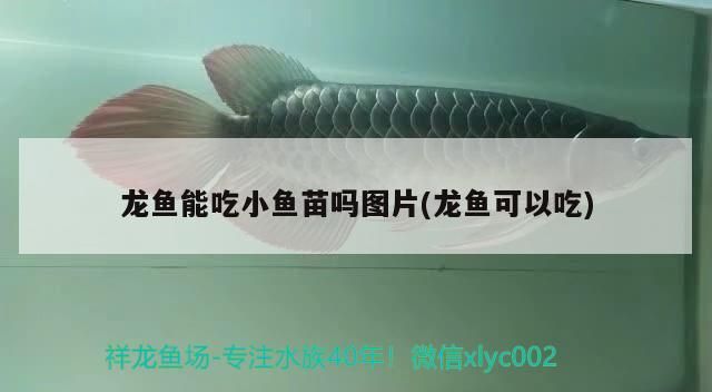 龍魚能吃小魚苗嗎？附喂食圖片解析（龍魚能吃小魚苗嗎，）