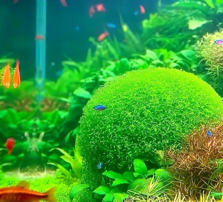 檢疫期間需要換水嗎（新魚(yú)到家過(guò)完水后應(yīng)該如何檢疫搜狐新聞到家檢疫隔離全攻略）