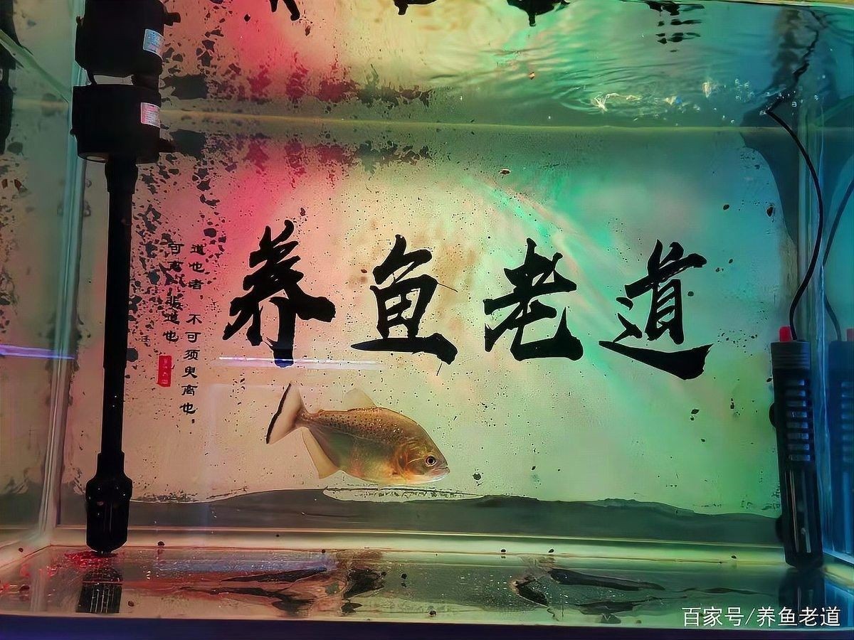 檢疫期間需要換水嗎（新魚到家過完水后應該如何檢疫搜狐新聞到家檢疫隔離全攻略）