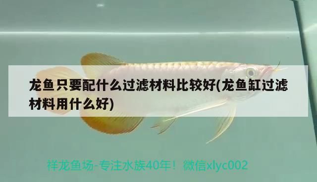 龍魚只要配什么過濾材料比較好(龍魚缸過濾材料用什么好)（祥龍魚只要配什么過濾材料比較好，龍魚配什么材料比較好）