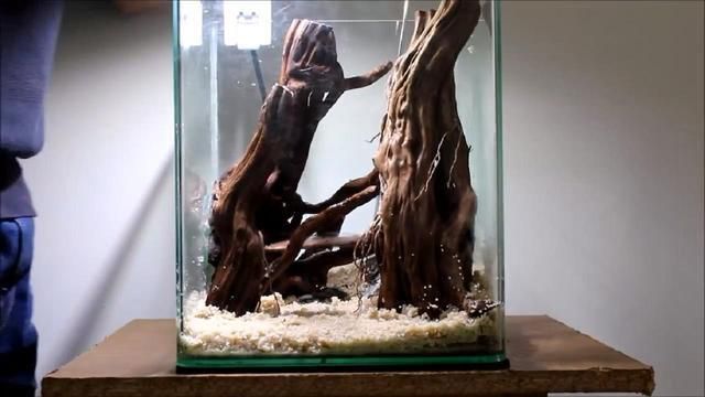 龍魚身上潰爛是怎么回事兒（龍魚身上潰爛是怎么回事兒啊）（龍魚身上潰爛的原因）