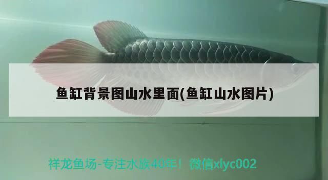 魚缸背景圖山水里面(魚缸山水圖片)（人不安，提起最旺財好運） 魚缸背景圖山水里面(魚缸山水圖片)（人不安，提起最旺財好運） 觀賞魚百科
