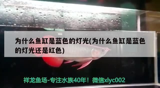 為什么魚缸是藍色的燈光(為什么魚缸是藍色的燈光還是紅色)（為什么魚缸是藍色的燈光） 為什么魚缸是藍色的燈光(為什么魚缸是藍色的燈光還是紅色)（為什么魚缸是藍色的燈光） 觀賞魚百科