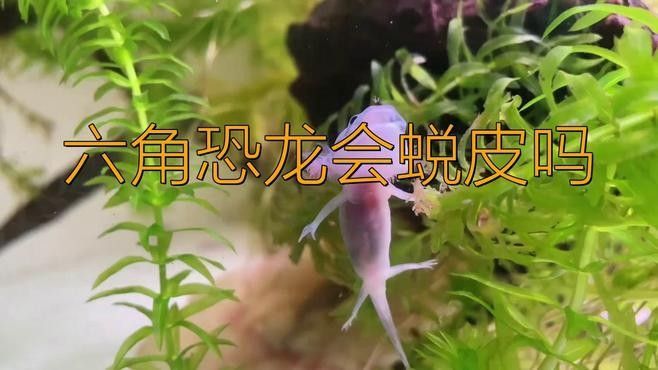 三角恐龍魚多久脫皮一次（六角恐龍魚的脫皮過程）