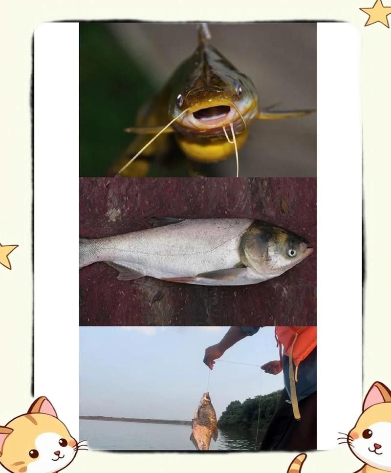 該釣場有哪些魚類可以垂釣（瑤池釣魚全攻略:釣場魚類種類一覽，釣過8種算你厲害）