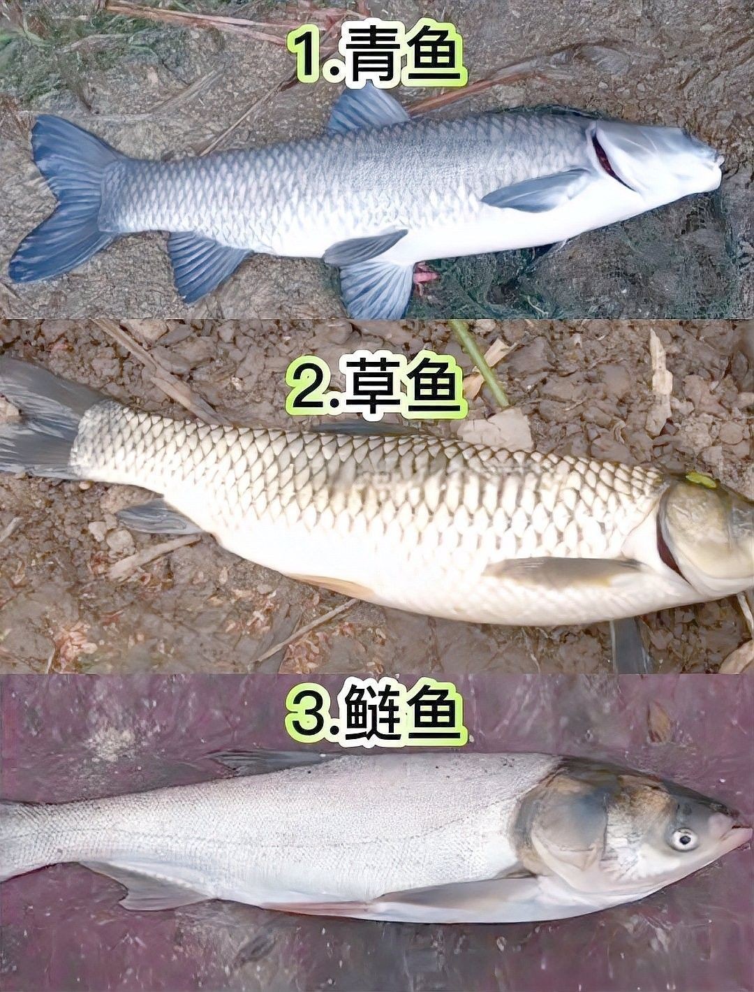 該釣場有哪些魚類可以垂釣（瑤池釣魚全攻略:釣場魚類種類一覽，釣過8種算你厲害）