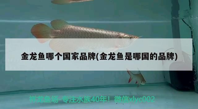 金龍魚哪個國家品牌(金龍魚是哪國的品牌)（金龍魚國家隊運動營養師金龍魚國家隊運動營養師入駐國家隊）