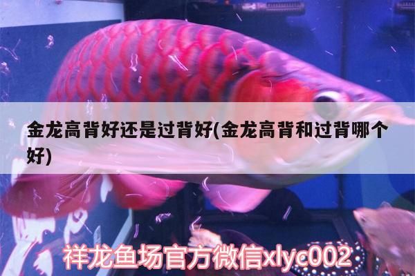 金龍高背好還是過背好(金龍高背和過背哪個好)（金龍高背和過背哪個好）