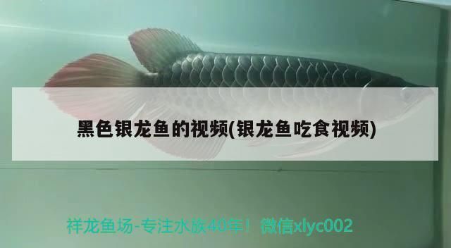 龍魚突然死亡的原因(龍魚突然死亡的原因有哪些)（銀龍魚突然死亡的原因）