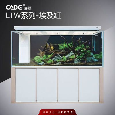 龍魚比賽評判標準詳解（評判龍魚比賽時有哪些具體的評分標準，是否允許參與評分）