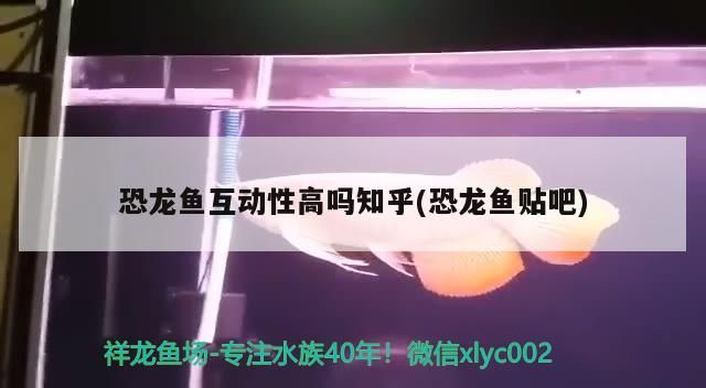 恐龍魚互動性高嗎知乎(恐龍魚貼吧)（六角恐龍魚互動性高嗎）