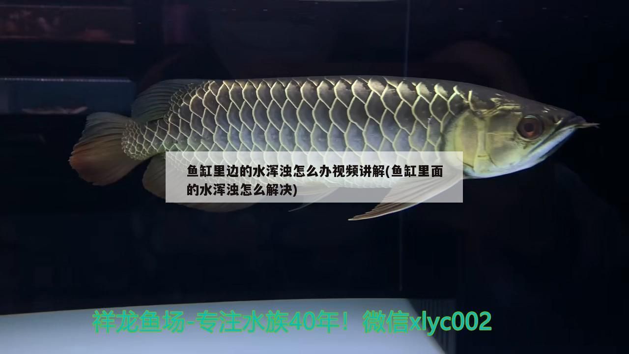 渾江龍魚水族店(海水魚水族店)